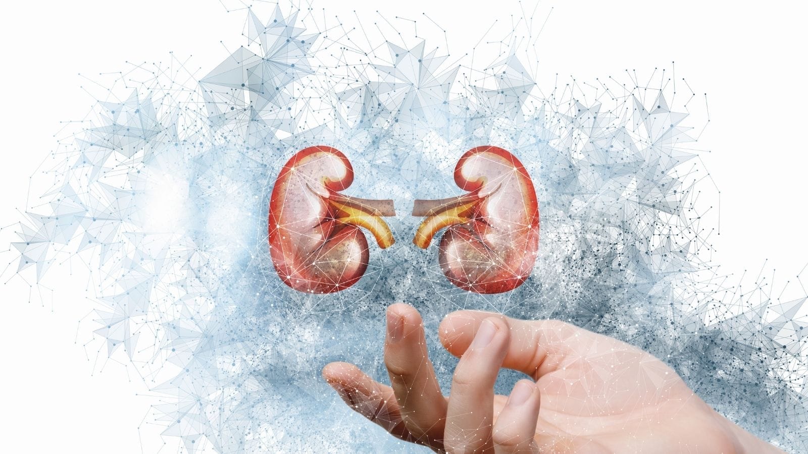 Böbrek Biyopsisi Nedir, Nasıl Yapılır? Bobrek Biyopsisi Böbrek Biyopsisi Nedir, Nasıl Yapılır? Bobrek Biyopsisi