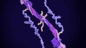Fibrinogen: Werte und Bedeutung Fibrinojen Nedir Fibrinojen Yuksekligi Neden Olur