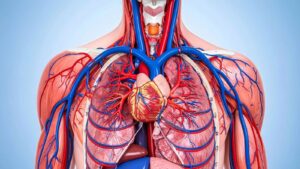 Damar Anatomisi Nedir? Damar Çeşitleri ve Görevleri Damar Anatomisi ve Damar Cesitleri